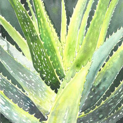 1aloe 20x30 Cm