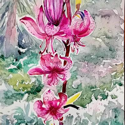 Lis Martagon 2129cm 100