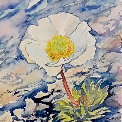 Renoncule Des Glaciers 2129cm 100